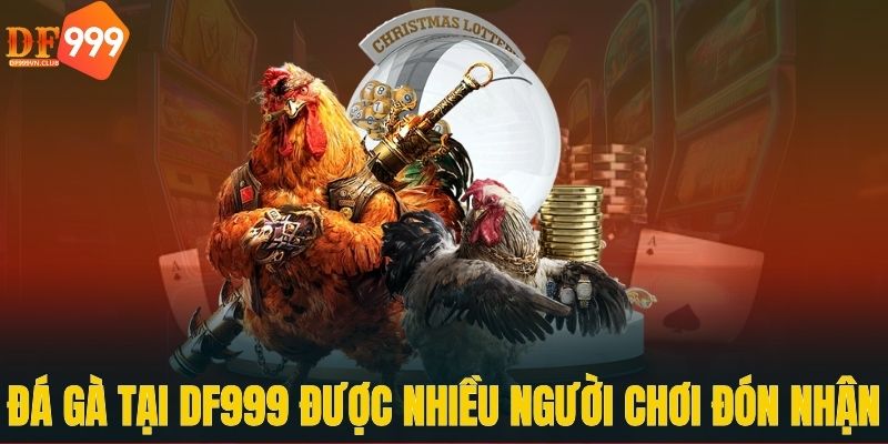 Đá gà DF999 được nhiều người chơi trong nước và đón nhận